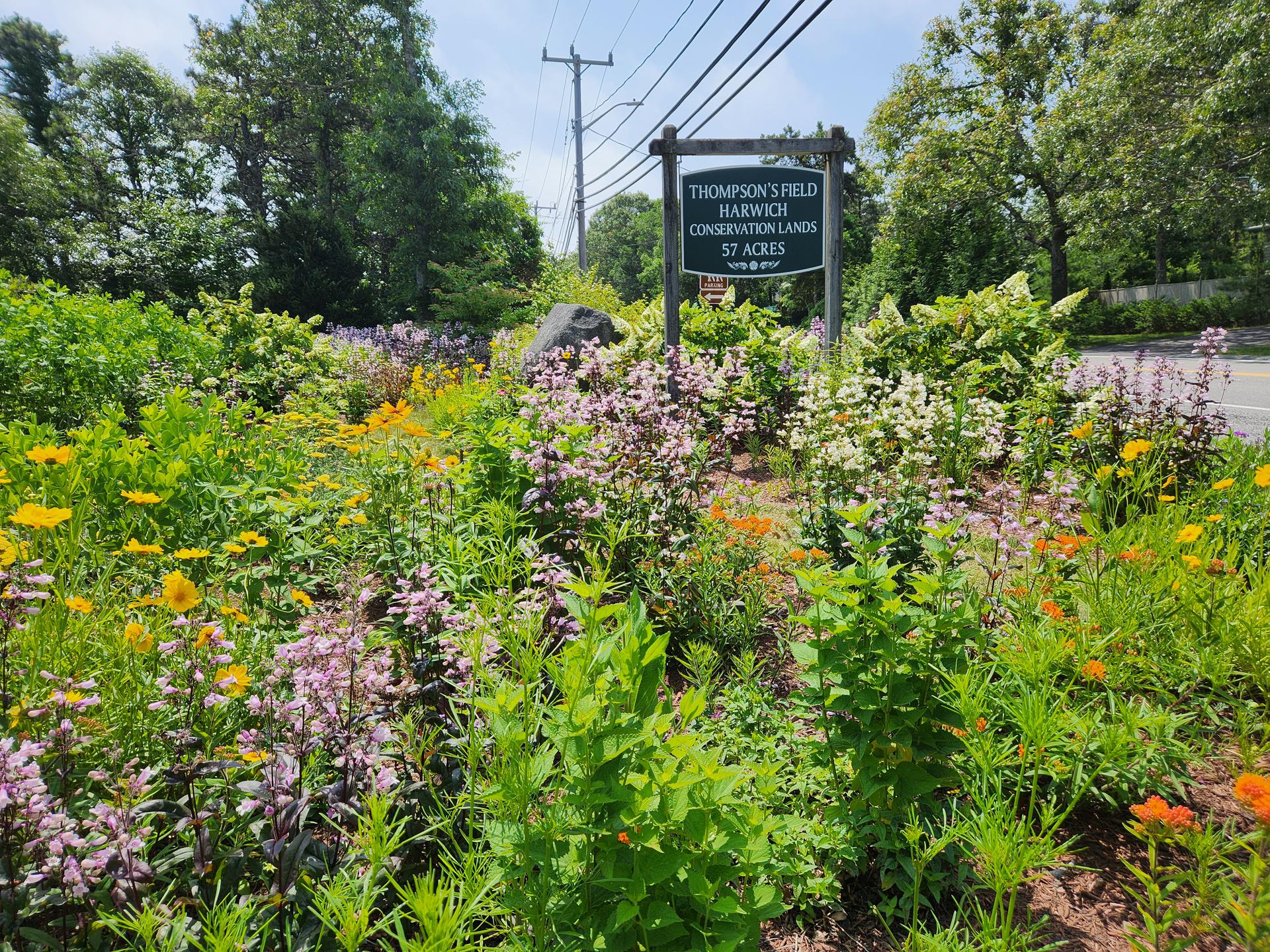 A pollinator garden by the Harwich Garden Club at Thompson's Field in